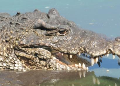 Зачем крокодилы глотают камни