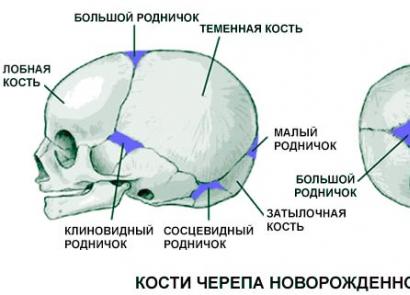 Что значит роднички. Сроки закрытия родничков. Роднички черепа. Размеры большого родничка у новорожденного в норме. Строение скелета черепа новорожденного ребенка.