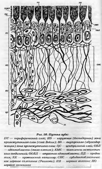 Строение пульпы зуба гистология. Пульпа зуба гистология. Пульпа зуба гистология. Пульпа гистология препарат. Пульпа зуба гистология.